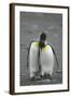 King Penguins Engaging in Mating Ritual-DLILLC-Framed Photographic Print