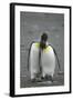 King Penguins Engaging in Mating Ritual-DLILLC-Framed Photographic Print