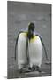 King Penguins Engaging in Mating Ritual-DLILLC-Mounted Photographic Print