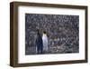 King Penguins Facing Forward and Backward-DLILLC-Framed Photographic Print