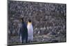 King Penguins Facing Forward and Backward-DLILLC-Mounted Photographic Print