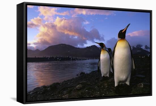 King Penguins Gathering at Saint Andrews Bay-Paul Souders-Framed Stretched Canvas