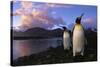 King Penguins Gathering at Saint Andrews Bay-Paul Souders-Stretched Canvas