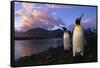 King Penguins Gathering at Saint Andrews Bay-Paul Souders-Framed Stretched Canvas