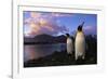 King Penguins Gathering at Saint Andrews Bay-Paul Souders-Framed Photographic Print