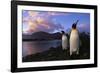 King Penguins Gathering at Saint Andrews Bay-Paul Souders-Framed Photographic Print