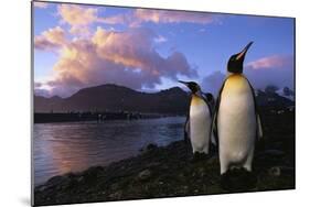 King Penguins Gathering at Saint Andrews Bay-Paul Souders-Mounted Photographic Print