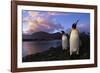 King Penguins Gathering at Saint Andrews Bay-Paul Souders-Framed Photographic Print