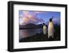 King Penguins Gathering at Saint Andrews Bay-Paul Souders-Framed Photographic Print