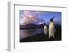 King Penguins Gathering at Saint Andrews Bay-Paul Souders-Framed Photographic Print