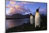 King Penguins Gathering at Saint Andrews Bay-Paul Souders-Mounted Photographic Print