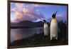 King Penguins Gathering at Saint Andrews Bay-Paul Souders-Framed Photographic Print