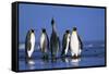 King Penguins Gathering-Paul Souders-Framed Stretched Canvas