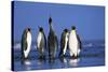 King Penguins Gathering-Paul Souders-Stretched Canvas