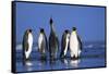 King Penguins Gathering-Paul Souders-Framed Stretched Canvas