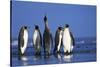 King Penguins Gathering-Paul Souders-Stretched Canvas