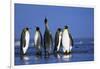 King Penguins Gathering-Paul Souders-Framed Photographic Print