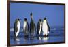 King Penguins Gathering-Paul Souders-Framed Photographic Print