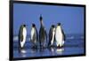 King Penguins Gathering-Paul Souders-Framed Photographic Print