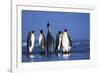 King Penguins Gathering-Paul Souders-Framed Photographic Print