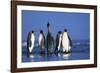 King Penguins Gathering-Paul Souders-Framed Photographic Print