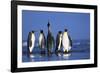 King Penguins Gathering-Paul Souders-Framed Photographic Print