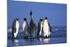 King Penguins Gathering-Paul Souders-Mounted Photographic Print