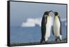 King Penguins Greeting Each Other-DLILLC-Framed Stretched Canvas