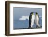 King Penguins Greeting Each Other-DLILLC-Framed Photographic Print