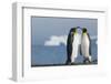 King Penguins Greeting Each Other-DLILLC-Framed Photographic Print