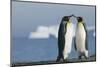 King Penguins Greeting Each Other-DLILLC-Mounted Photographic Print