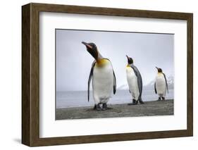 King penguins group, St. Andrews Bay, South Georgia-Alex Hyde-Framed Photographic Print