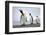 King penguins group, St. Andrews Bay, South Georgia-Alex Hyde-Framed Photographic Print