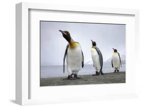 King penguins group, St. Andrews Bay, South Georgia-Alex Hyde-Framed Photographic Print