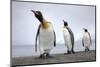 King penguins group, St. Andrews Bay, South Georgia-Alex Hyde-Mounted Photographic Print