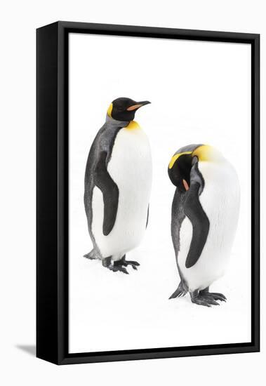 King penguins, Grytviken, South Georgia, November.-Alex Hyde-Framed Stretched Canvas
