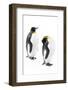 King penguins, Grytviken, South Georgia, November.-Alex Hyde-Framed Photographic Print