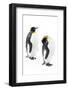 King penguins, Grytviken, South Georgia, November.-Alex Hyde-Framed Photographic Print