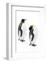 King penguins, Grytviken, South Georgia, November.-Alex Hyde-Framed Photographic Print