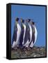 King Penguins in a Mating Ritual March, South Georgia Island-Charles Sleicher-Framed Stretched Canvas