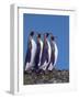 King Penguins in a Mating Ritual March, South Georgia Island-Charles Sleicher-Framed Photographic Print