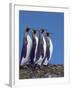 King Penguins in a Mating Ritual March, South Georgia Island-Charles Sleicher-Framed Photographic Print