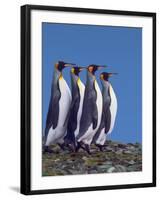 King Penguins in a Mating Ritual March, South Georgia Island-Charles Sleicher-Framed Photographic Print