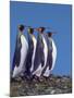 King Penguins in a Mating Ritual March, South Georgia Island-Charles Sleicher-Mounted Photographic Print