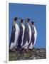 King Penguins in a Mating Ritual March, South Georgia Island-Charles Sleicher-Framed Photographic Print