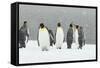 King Penguins in Blizzard-null-Framed Stretched Canvas