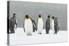 King Penguins in Blizzard-null-Stretched Canvas