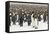 King Penguins in Blizzard-null-Framed Stretched Canvas