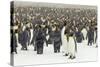 King Penguins in Blizzard-null-Stretched Canvas