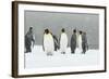 King Penguins in Blizzard-null-Framed Photographic Print